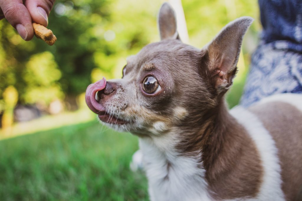 pet photography eau claire soul shine photography 8977