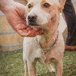 wedding photographers eau claire wi soul shine photography